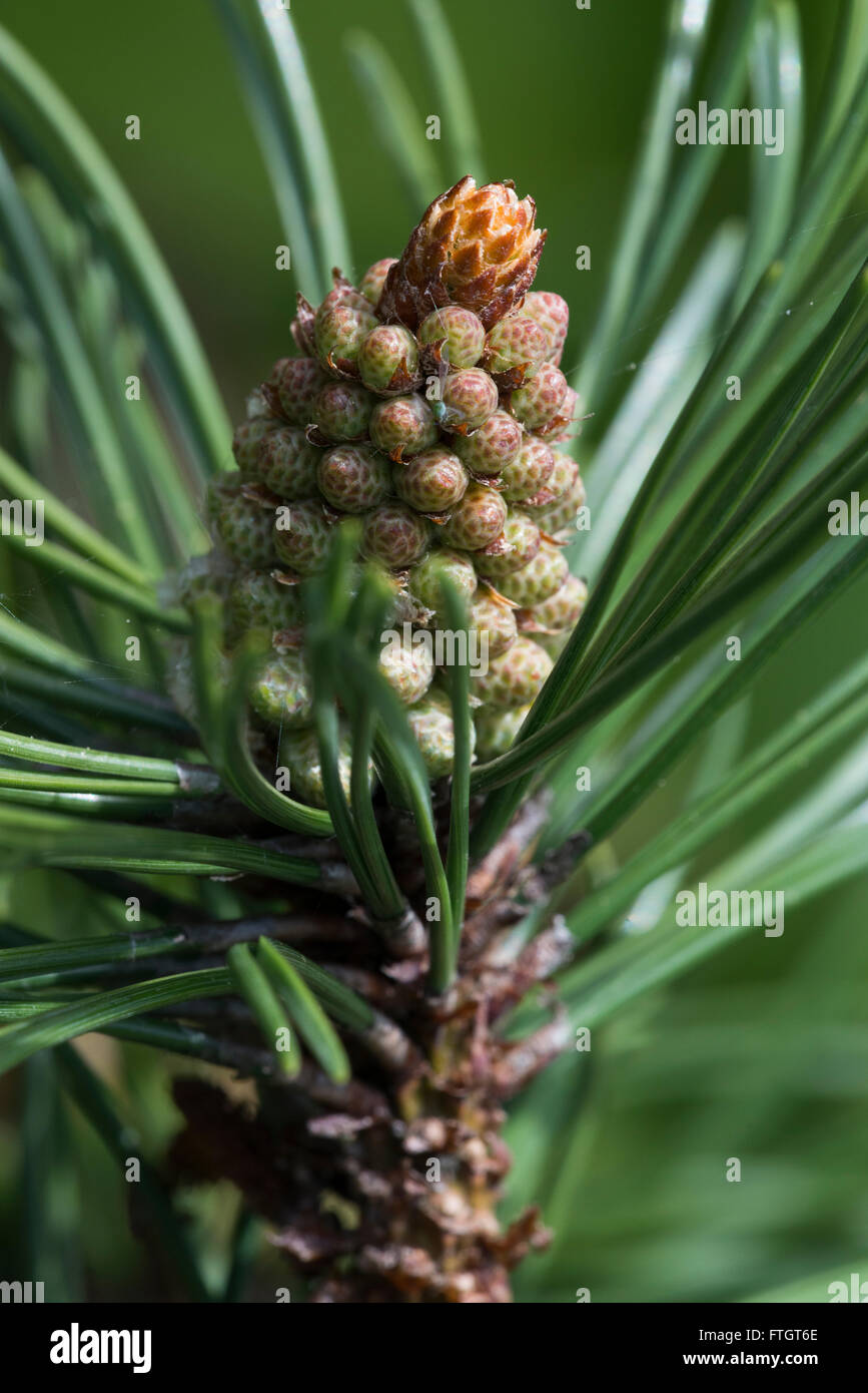 Corsican Pine (Pinus nigra ssp.laricio), cones and fresh growth Stock Photo