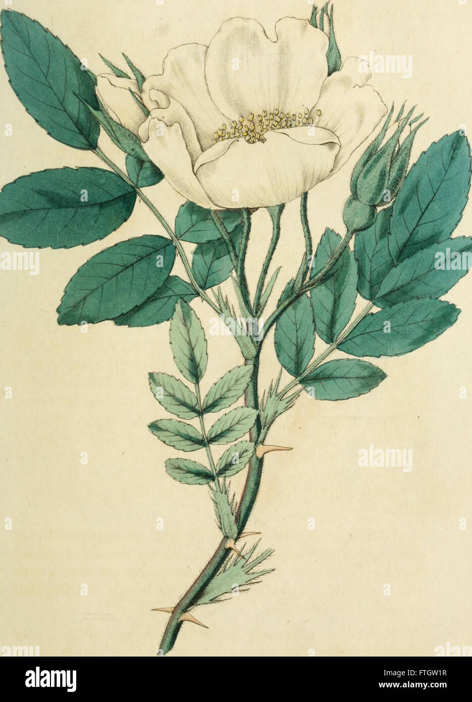 This botanical history of roses explores various species and garden ...