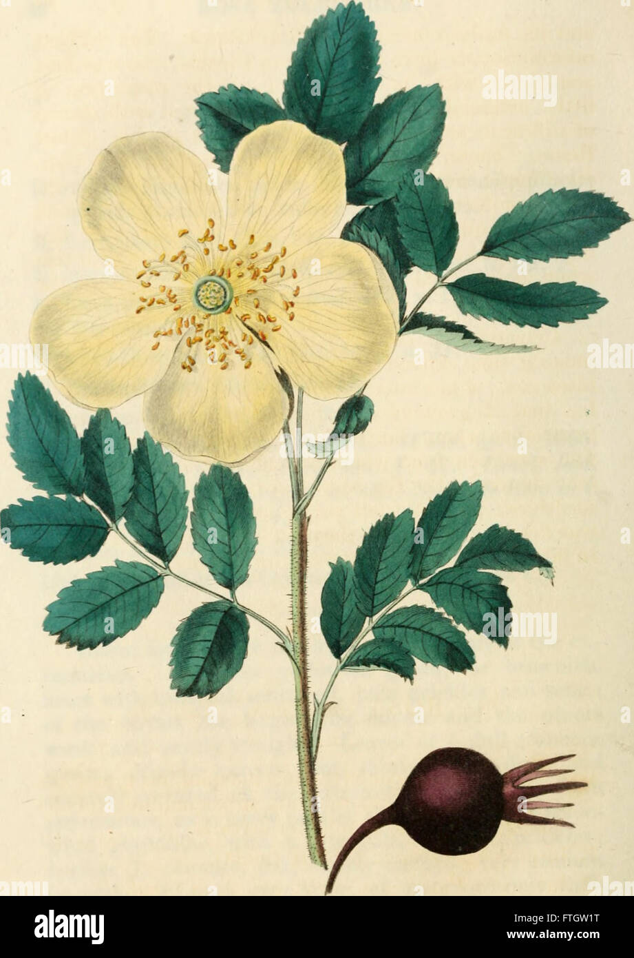 Rose Botanicum 'Rosarum Monographia' is a comprehensive botanical study of roses ...