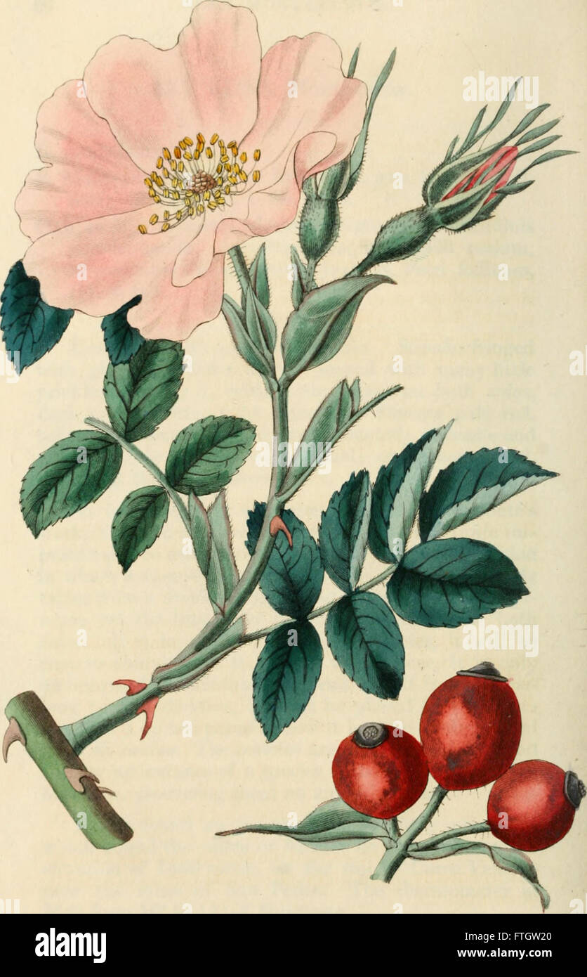 Rose Classification A botanical history of roses, focusing on various rose species, their ...