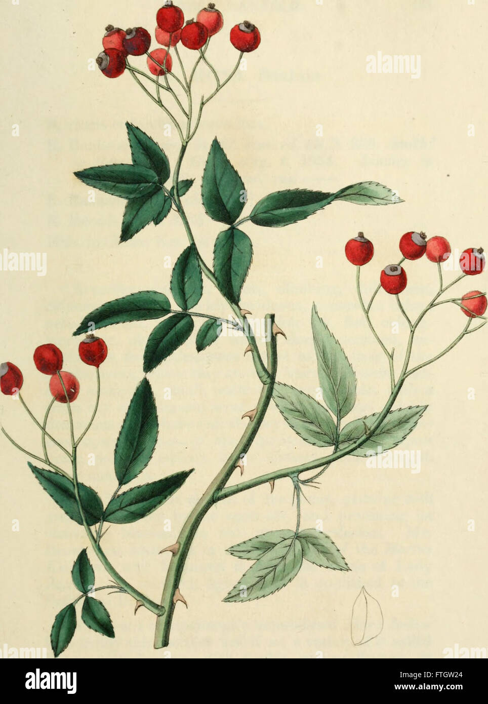 Rose Botanicum 'Rosarum Monographia' offers a botanical history of roses and includes ...
