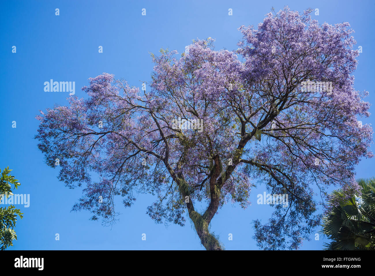 Ipe tree, Salvador, Bahia, Brazil Stock Photo - Alamy