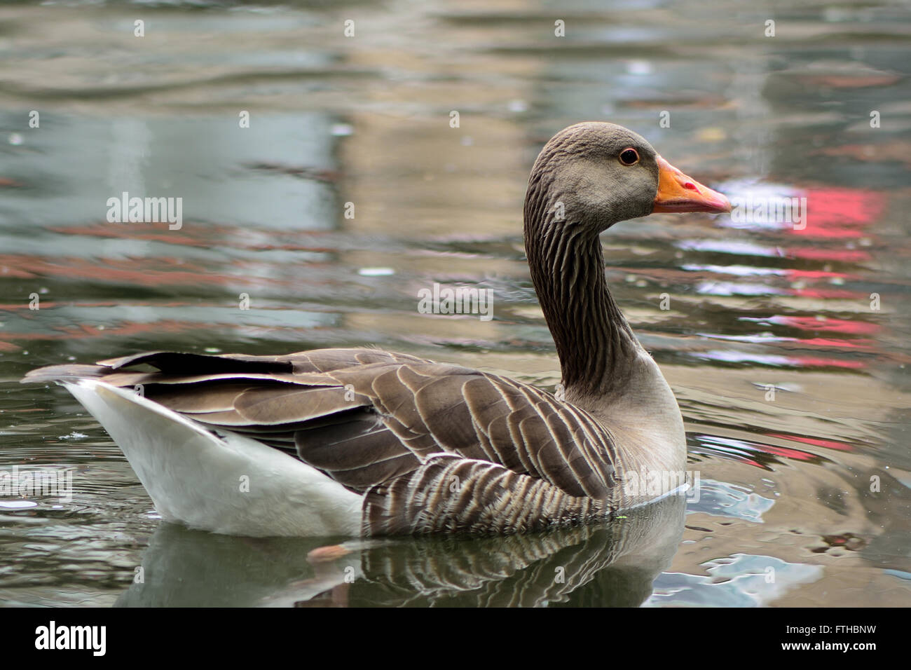 Greylag goose (Anser anser) swimming. Ancestor of the domestic goose in the family Anatidae, on water Stock Photo