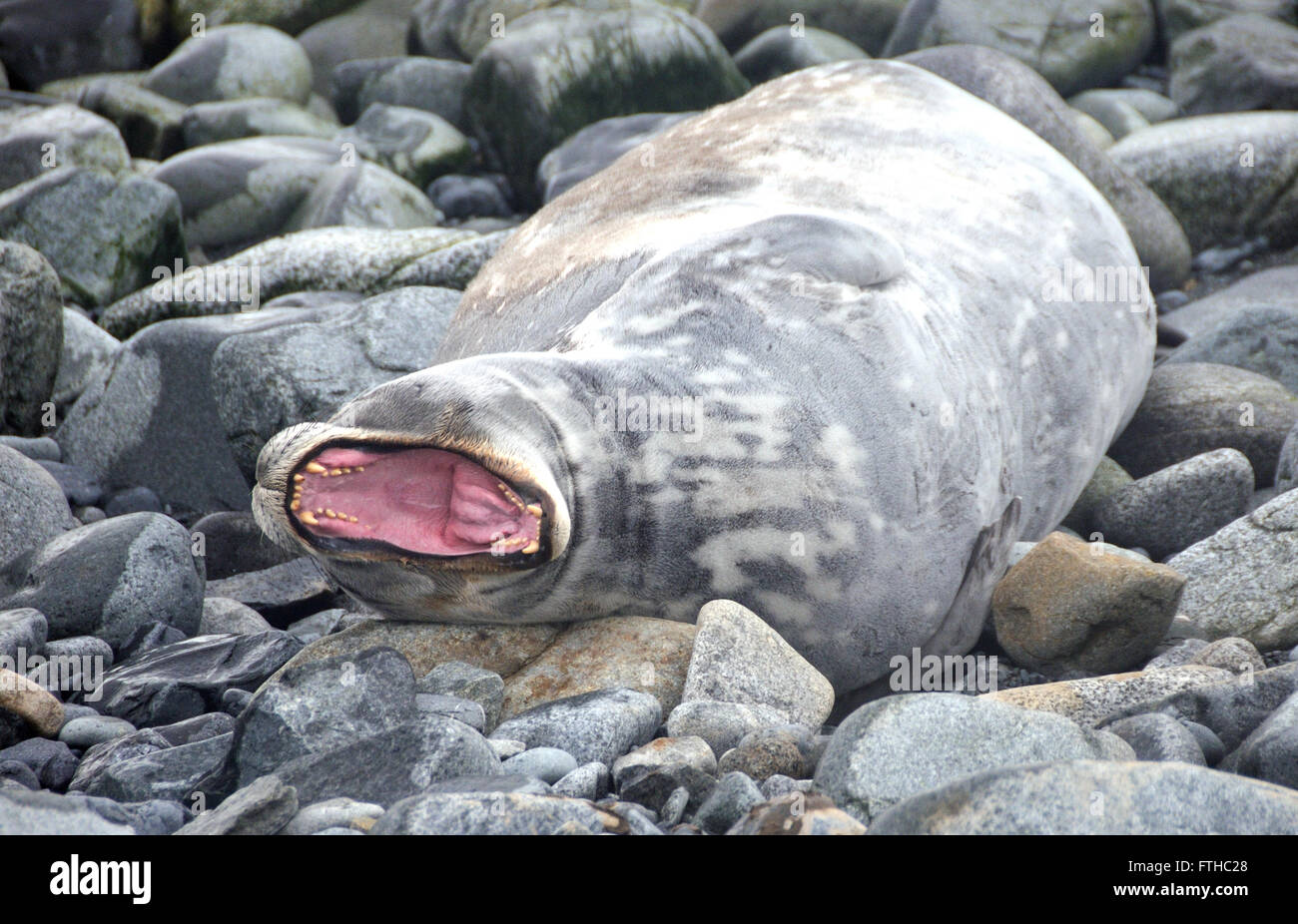 A Weddell Seal sleeping on a stony beach (Leptonychotes weddellii) displays its teeth in a yawn.  South Shetland Islands Stock Photo