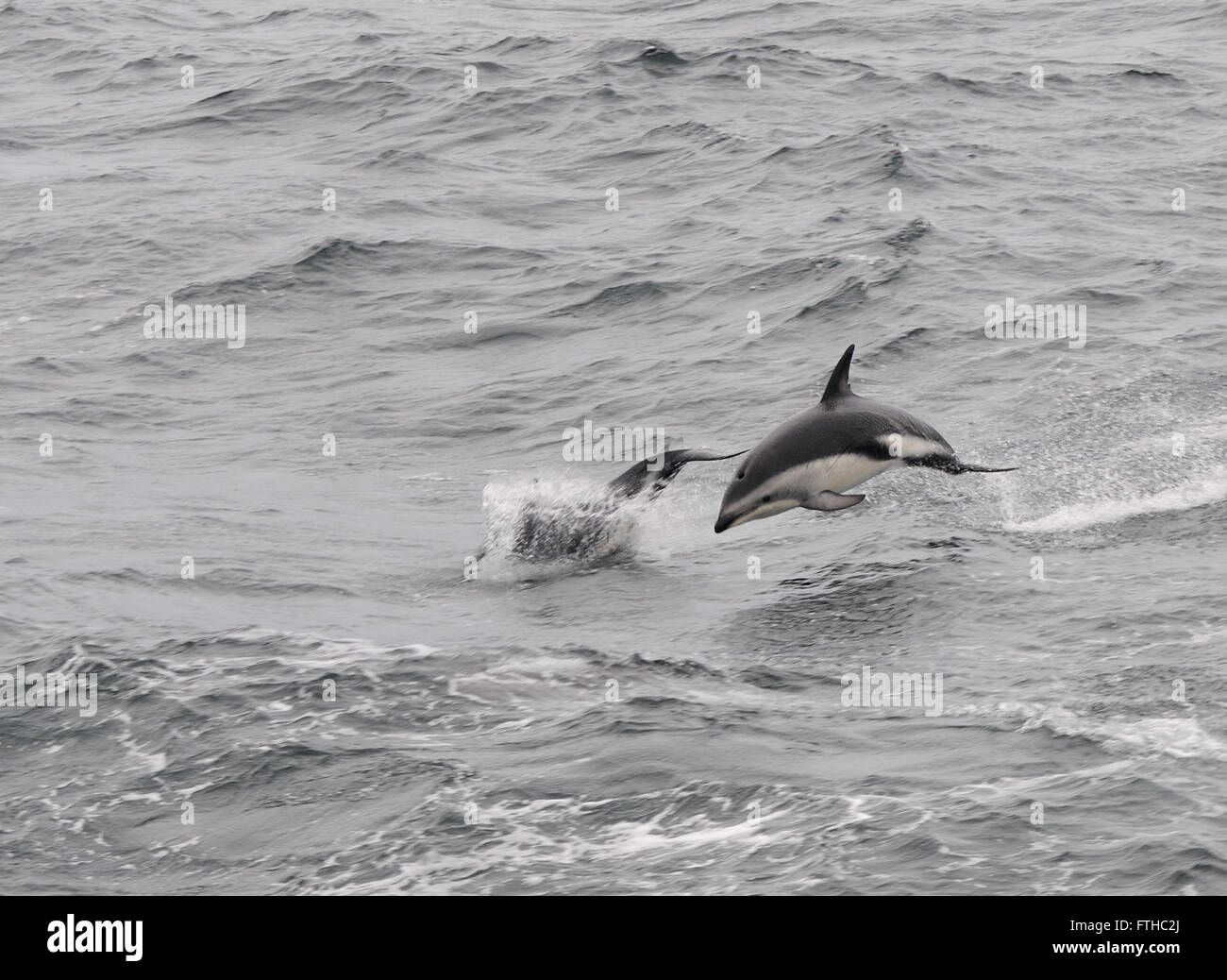 Dusky Dolphins (Lagenorhynchus obscurus) leaping from the sea. Drake Passage, South Atlantic Ocean. Stock Photo