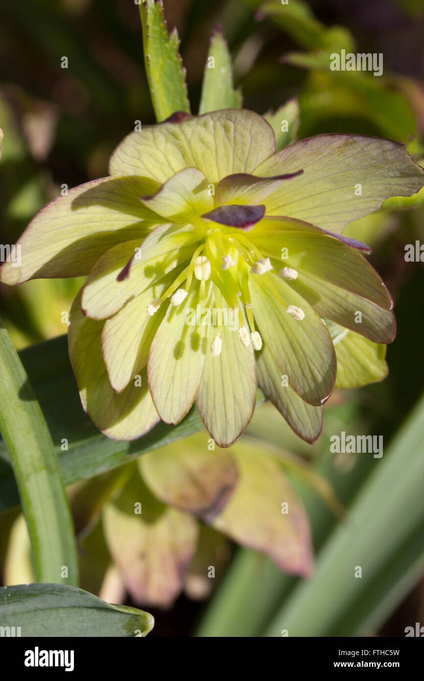 Double flower of Helleborus torquatus 'Aeneas', a parent of many double hellebore strains Stock Photo