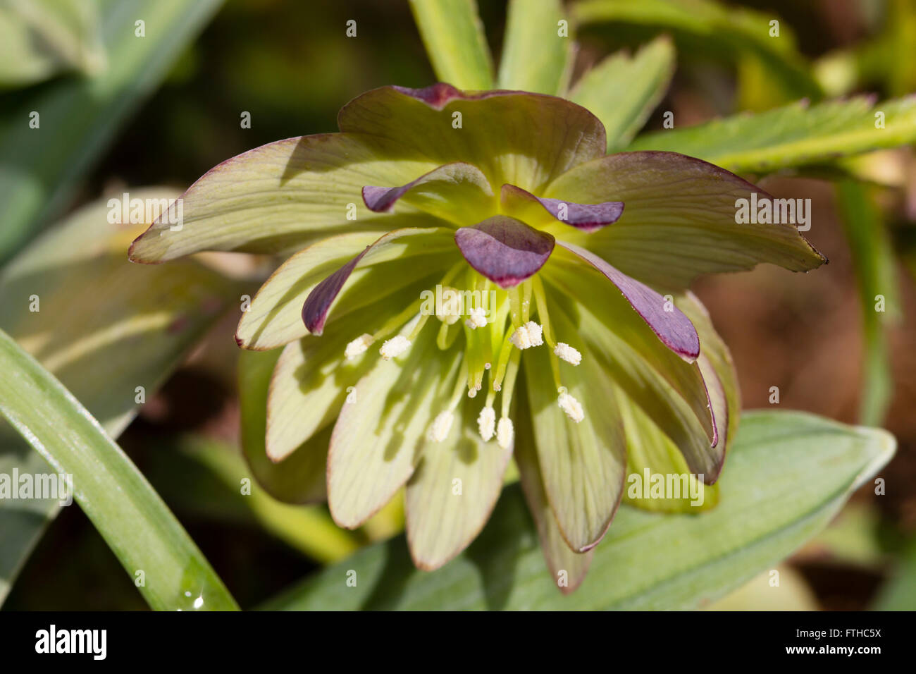 Double flower of Helleborus torquatus 'Aeneas', a parent of many double hellebore strains Stock Photo