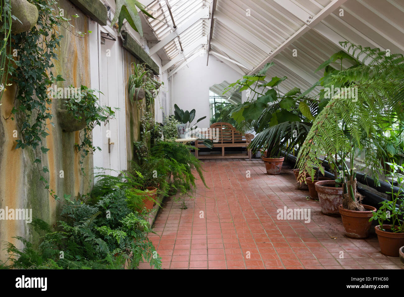 Interior of the shaded fern house at Normanby Hall, Scunthorpe, UK