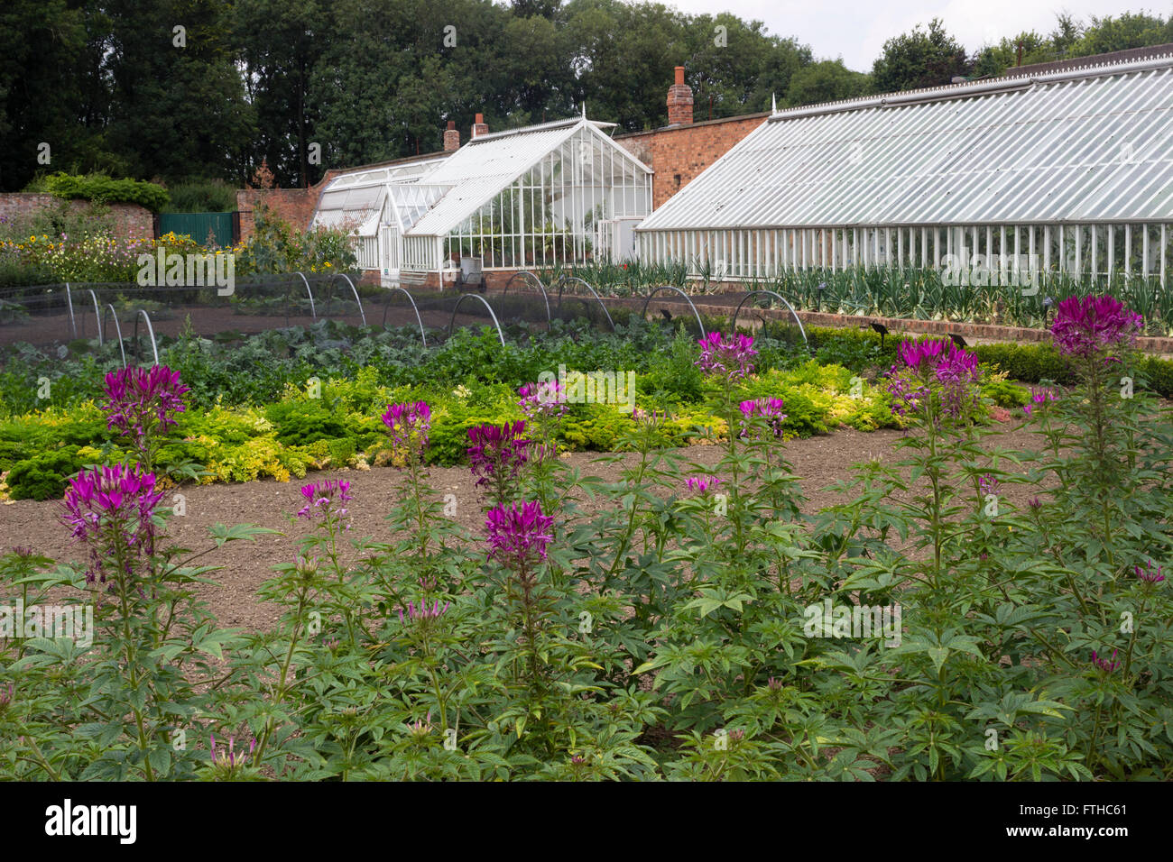 Greenhouses, vegetables and flowers grown for cutting in the restored