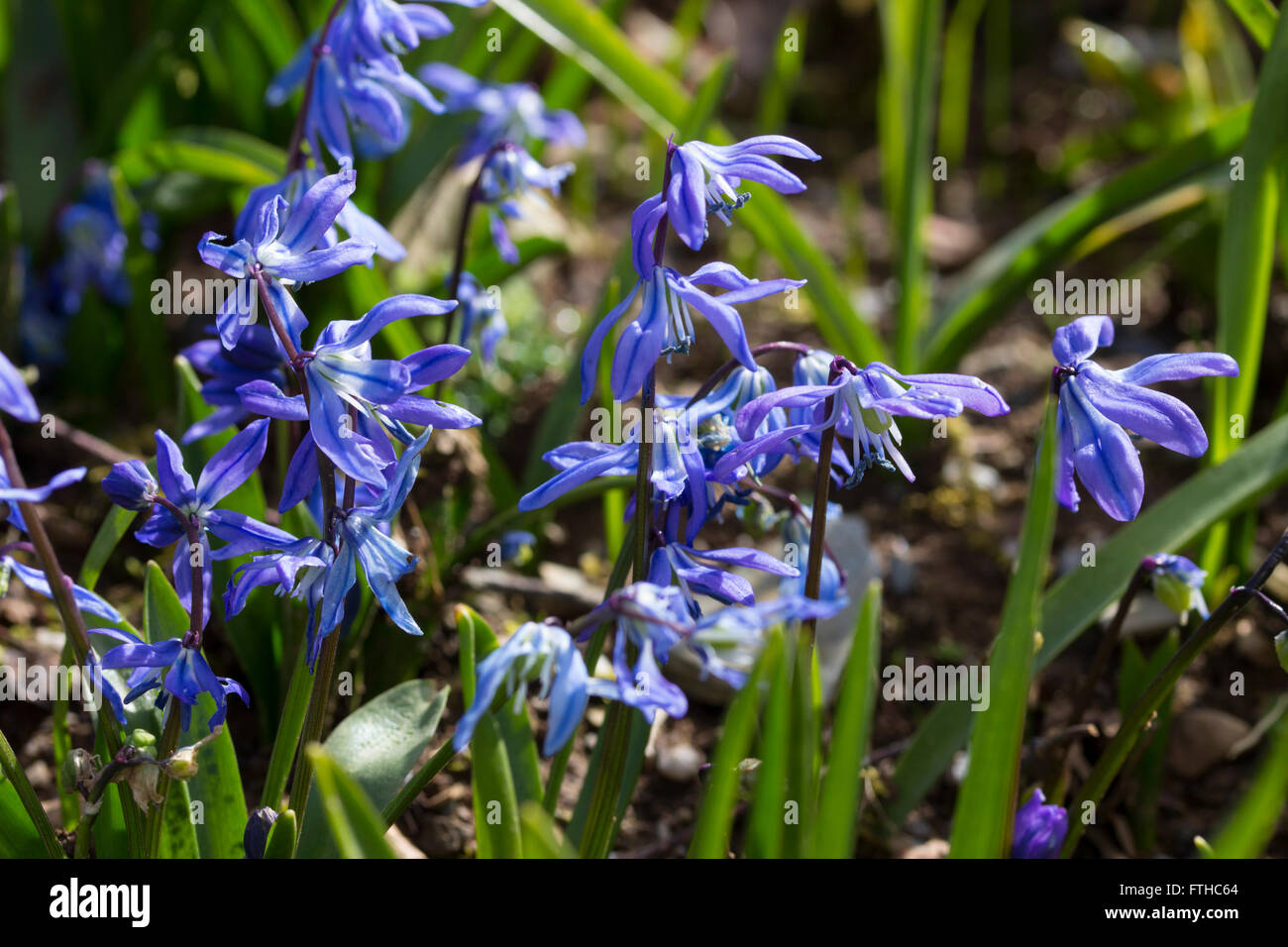 Nodding squill hi-res stock photography and images - Alamy