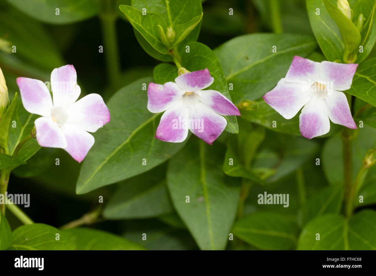 Winter flowers of the long blooming evergreen periwinkle, Vinca difformis 'Jenny Pym' Stock Photo