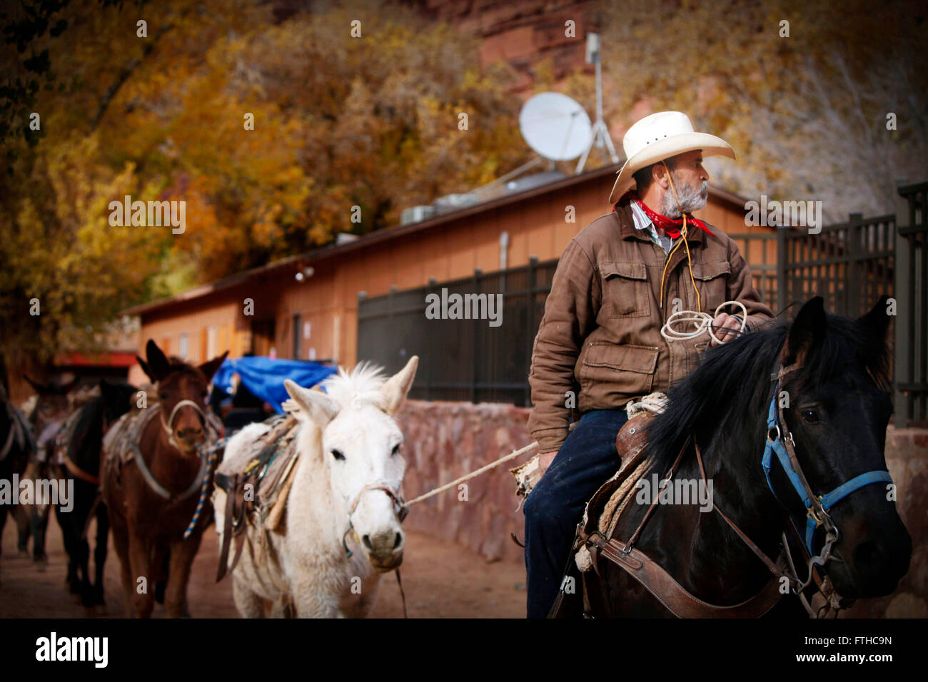 David L. Bartholmew, the mailman for the Havasupai tribe arrives to deliver with a mule train to the tribal homeland at the bottom of the Grand Canyon December 14, 2011 in Supai, Arizona. The tribal village is not accessible by road and can only be reached by helicopter or mule. Stock Photo