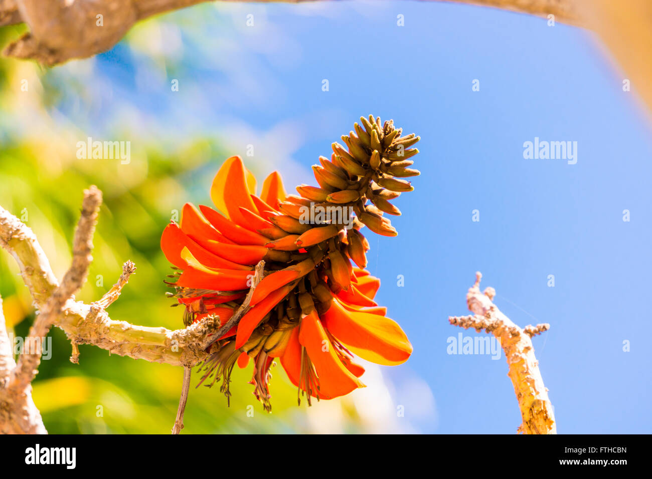 Tropical flowering plant Erythrina crist-galli: Common name Coral Tree - Flame Tree. Stock Photo