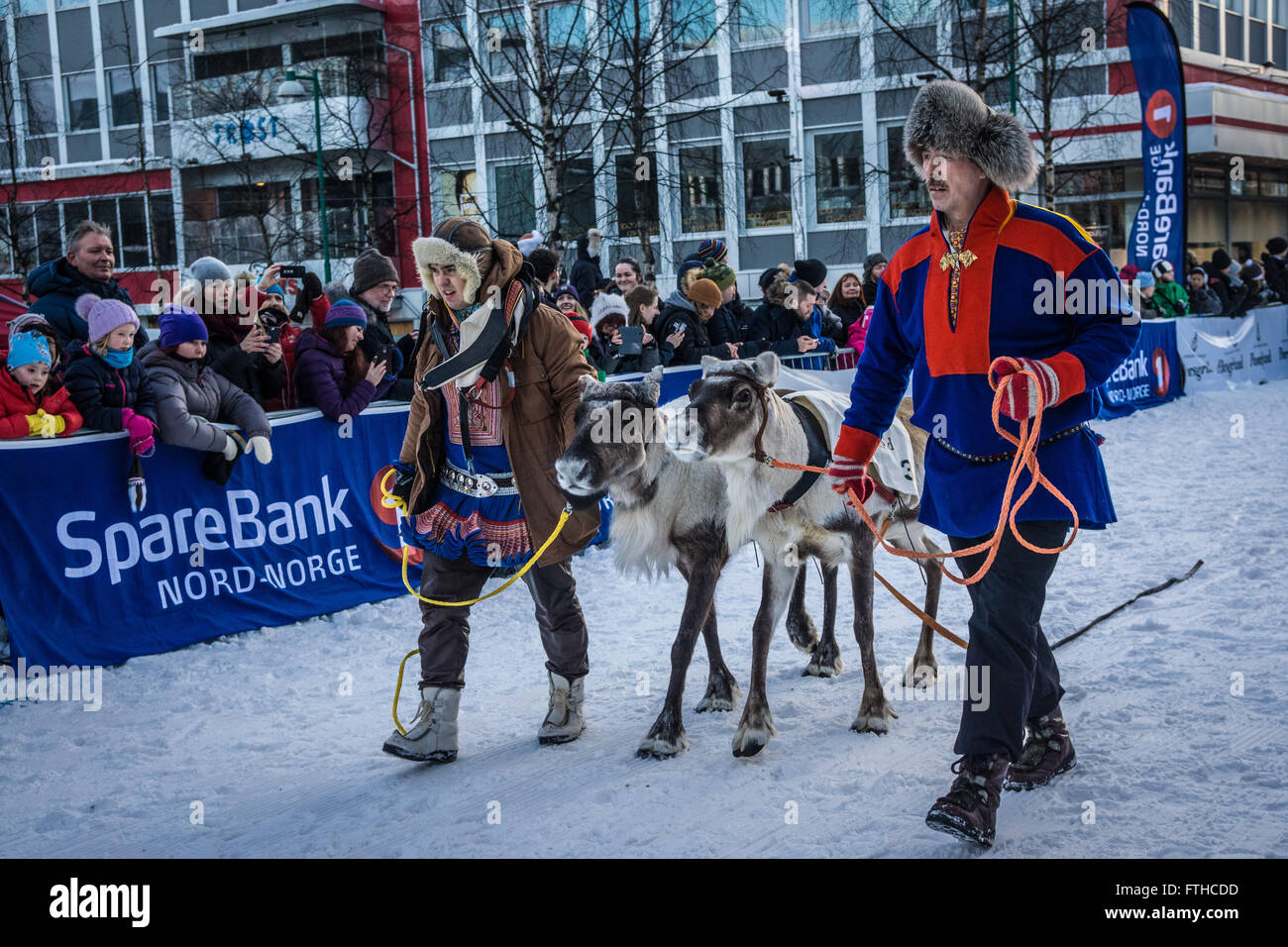 Tromso reindeer racing 2016 Stock Photo - Alamy