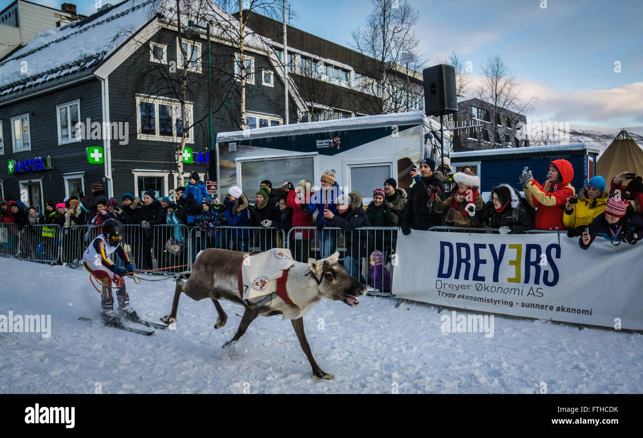 Tromso reindeer racing 2016 Stock Photo - Alamy