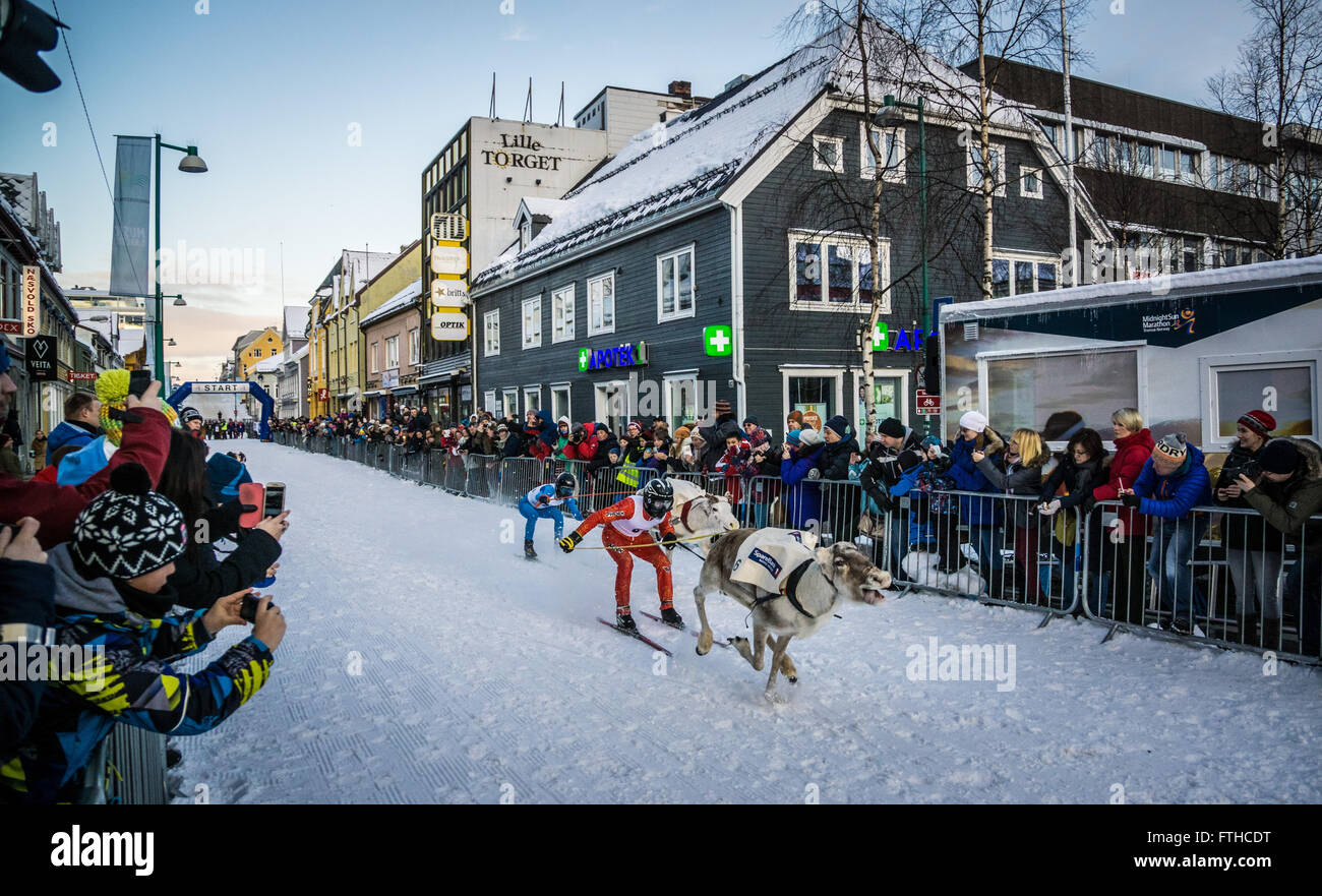 Tromso reindeer racing 2016 Stock Photo - Alamy