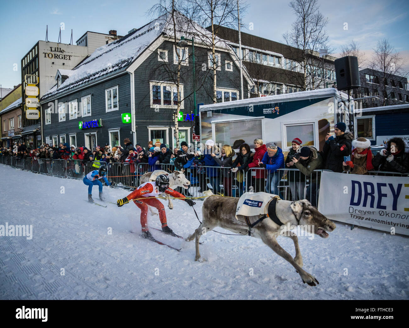 Tromso reindeer racing 2016 Stock Photo - Alamy