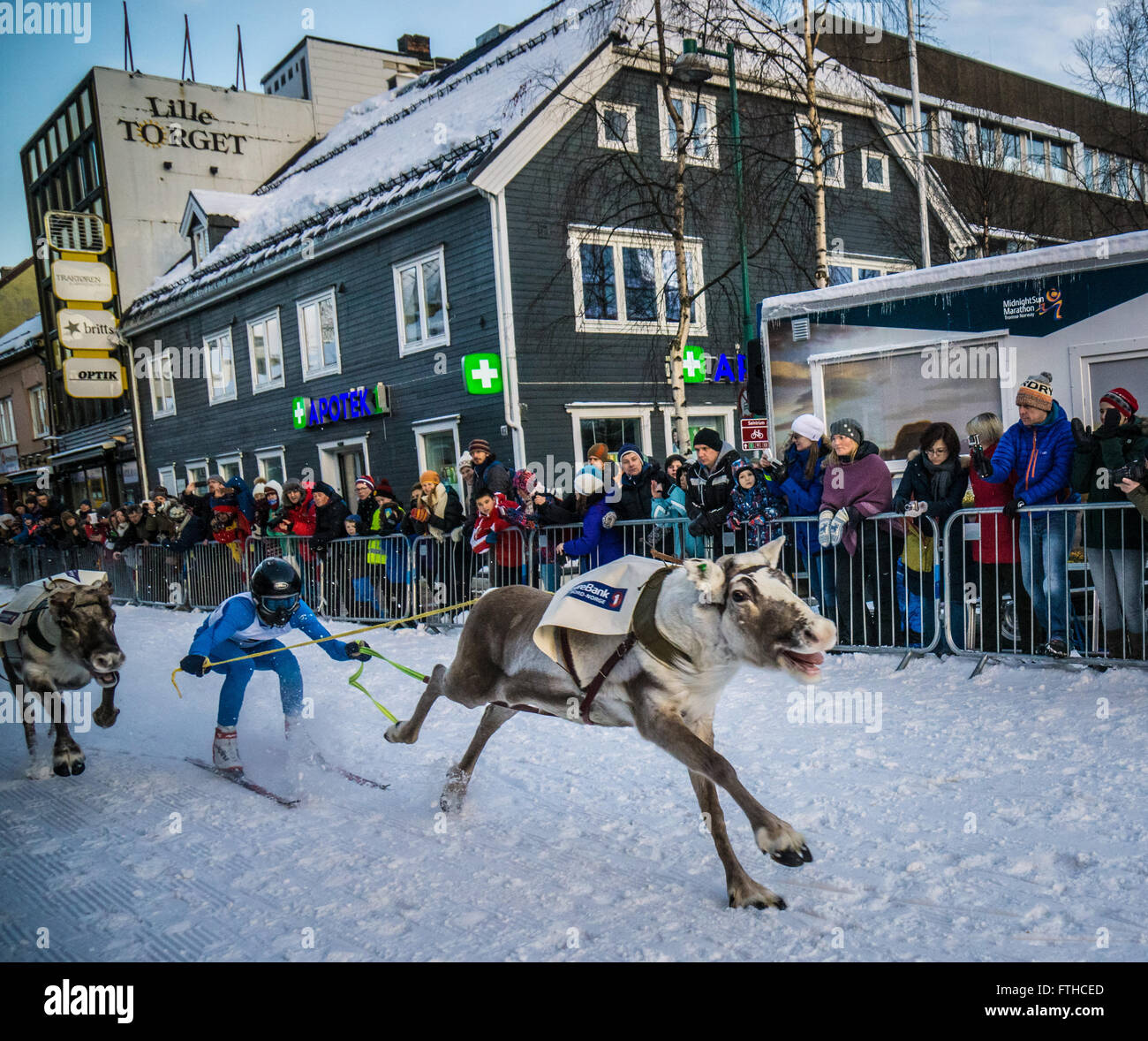 Tromso reindeer racing 2016 Stock Photo - Alamy
