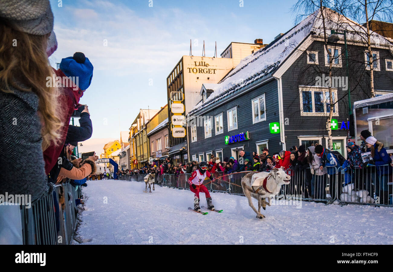 Tromso reindeer racing 2016 Stock Photo