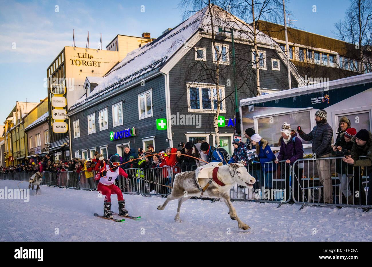 Tromso reindeer racing 2016 Stock Photo - Alamy