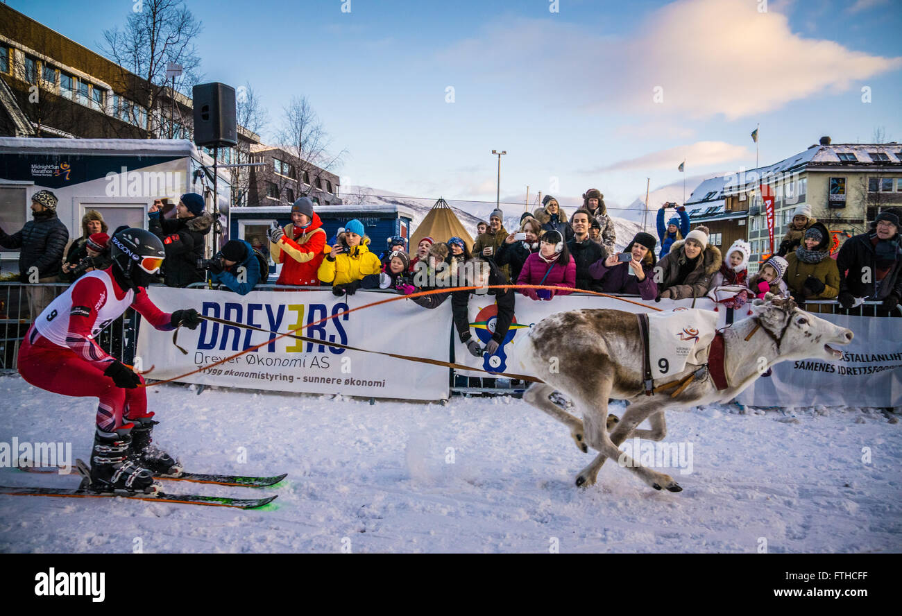 Tromso reindeer racing 2016 Stock Photo - Alamy