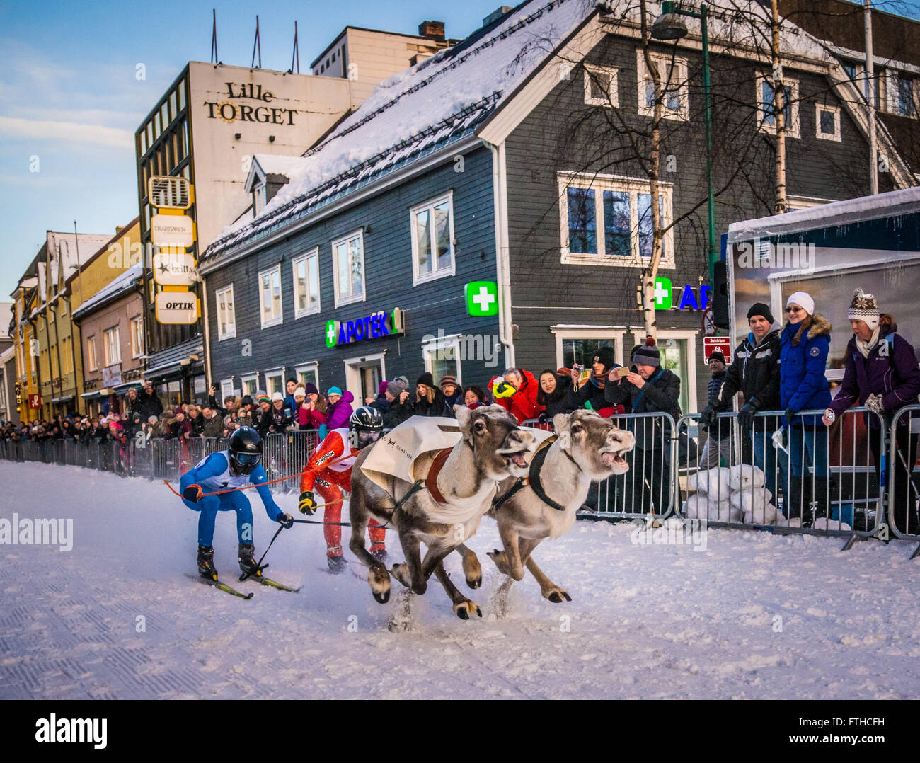 Tromso reindeer racing 2016 Stock Photo - Alamy
