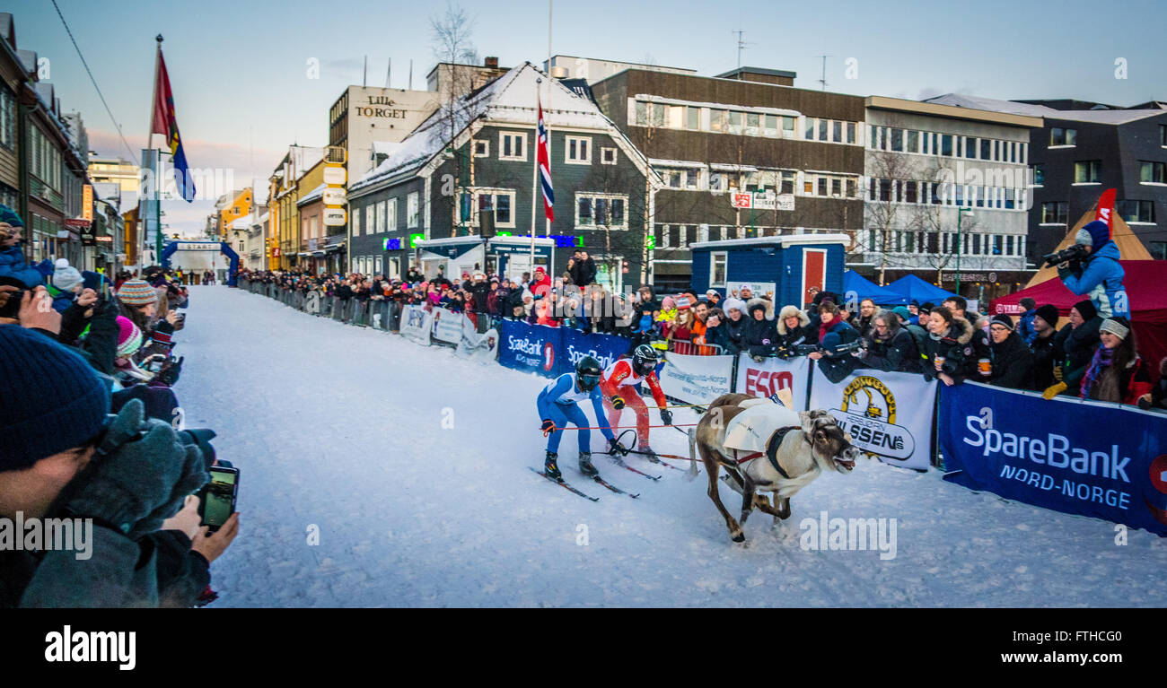 Tromso reindeer racing 2016 Stock Photo - Alamy