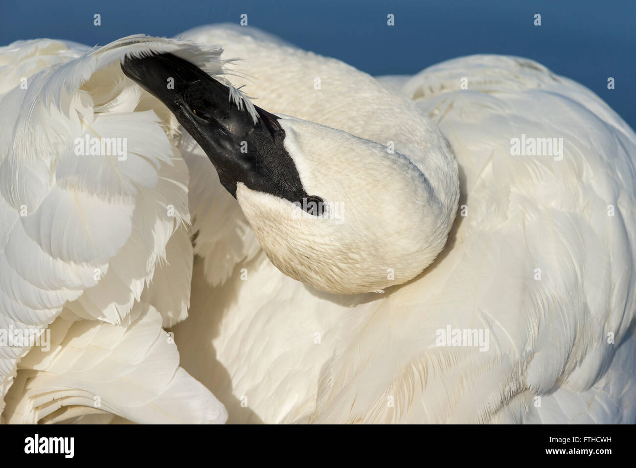 Trumpeter swan preening feathers at edge of Esquimalt Lagoon-Victoria, British Columbia, Canada. Stock Photo