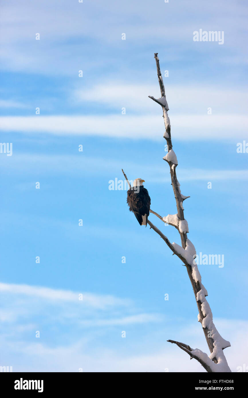 Bald Eagle perched on a tree, Alaska, USA Stock Photo