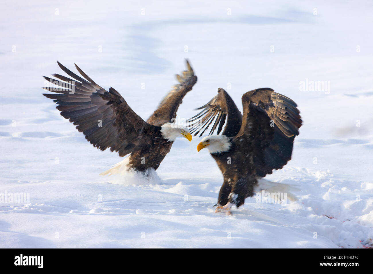 Bald Eagles fighting on snow, Alaska, USA Stock Photo