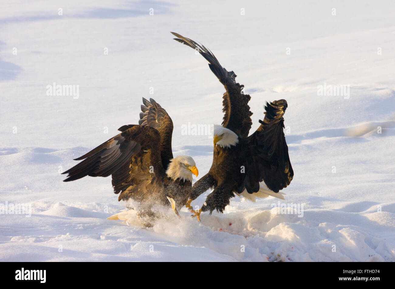 Bald Eagles fighting on snow, Alaska, USA Stock Photo