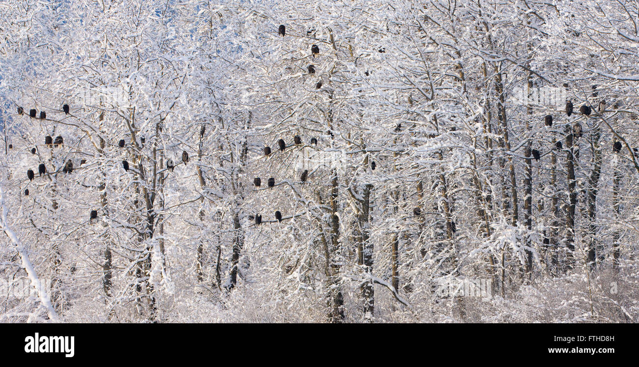 Bald Eagles in the forest covered with snow, Alaska, USA Stock Photo
