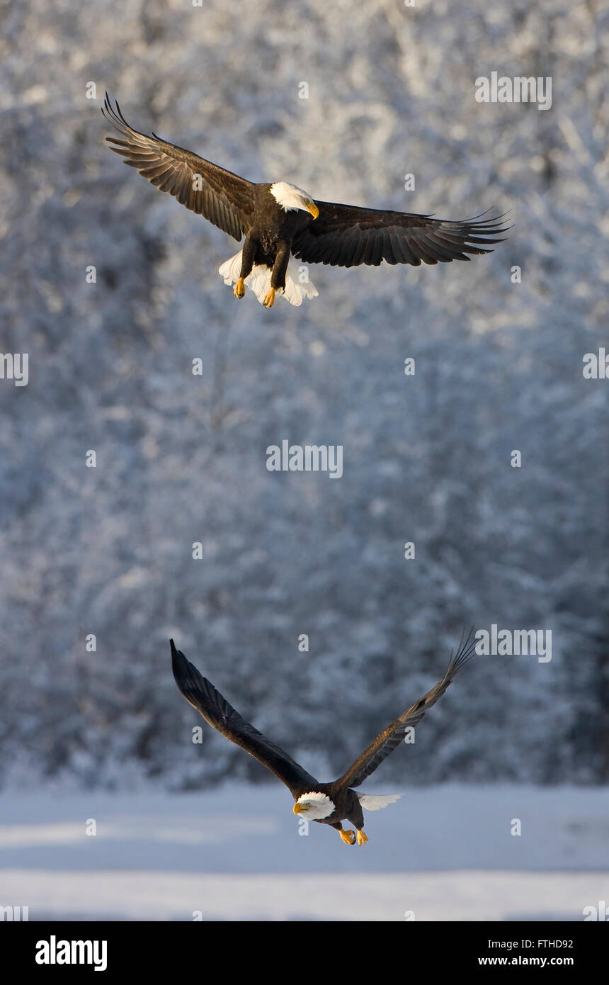 Bald Eagles flying, Alaska, USA Stock Photo