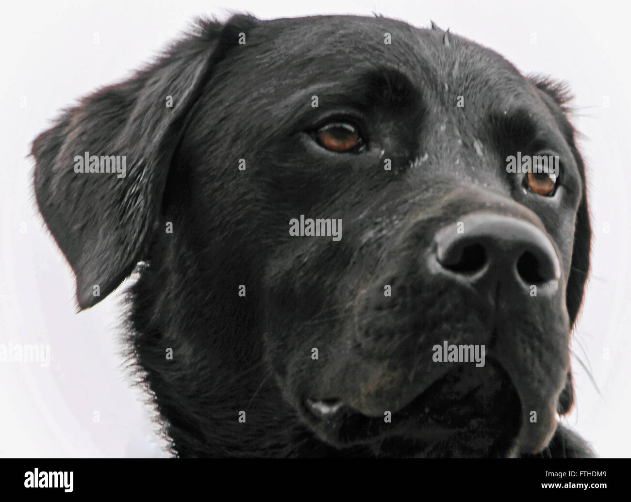 The head of a black Labrador Retriever Stock Photo - Alamy