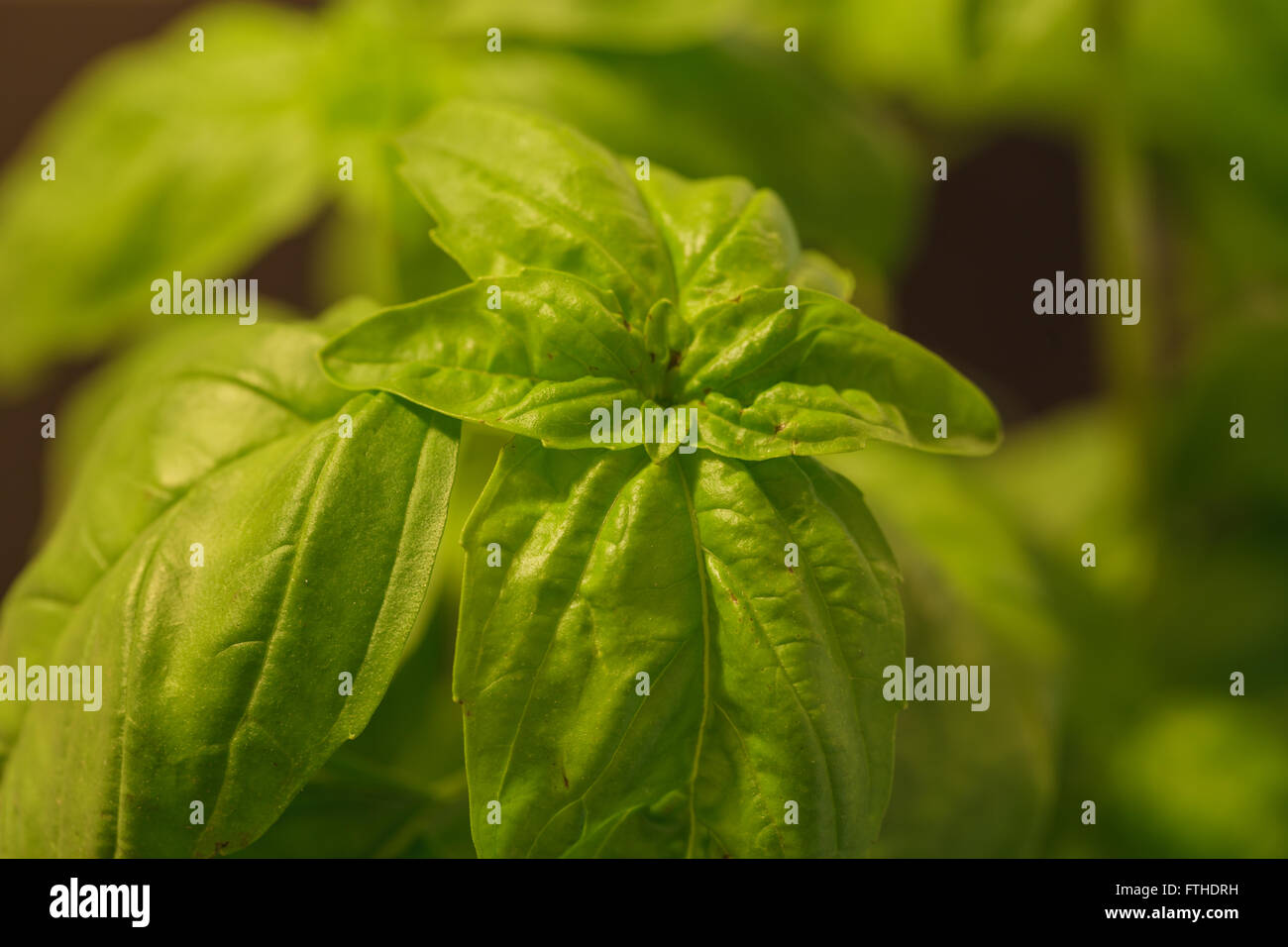 Green basil herb leaves grow in a California organic vegetable garden on a farm in spring Stock