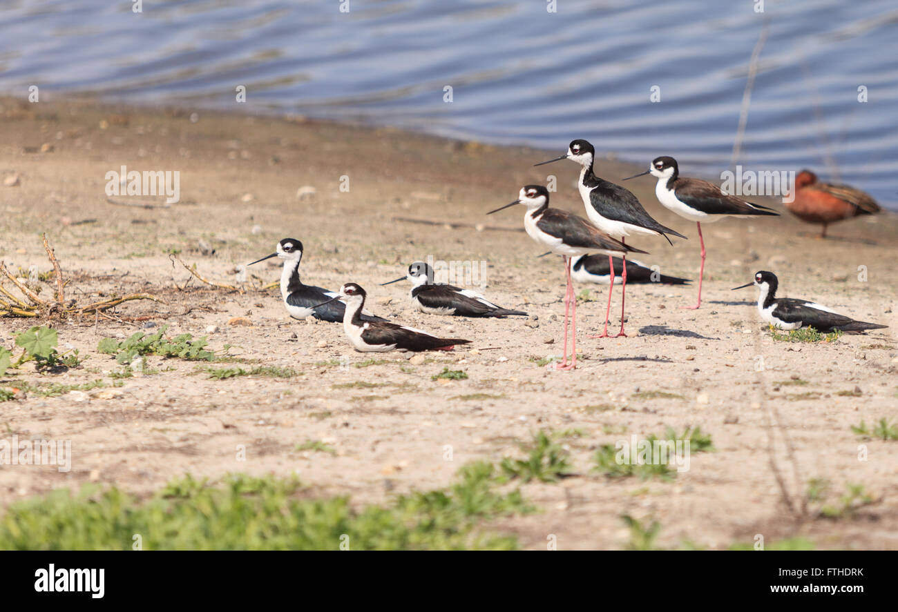 Blacknecked stilt, Himantopus mexicanus, shore bird in spring, fishing