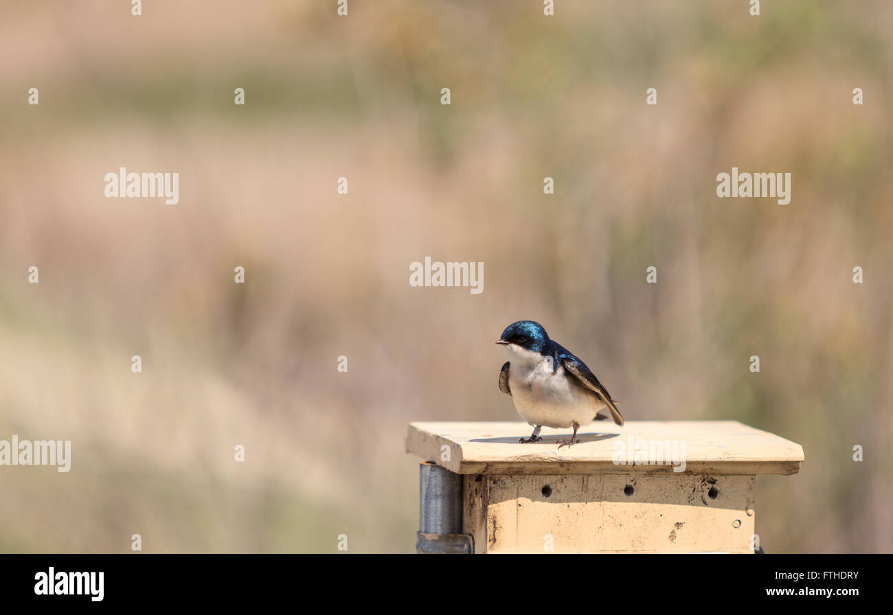 Blue Tree swallow bird, Tachycineta bicolor, sits on a nesting box in ...