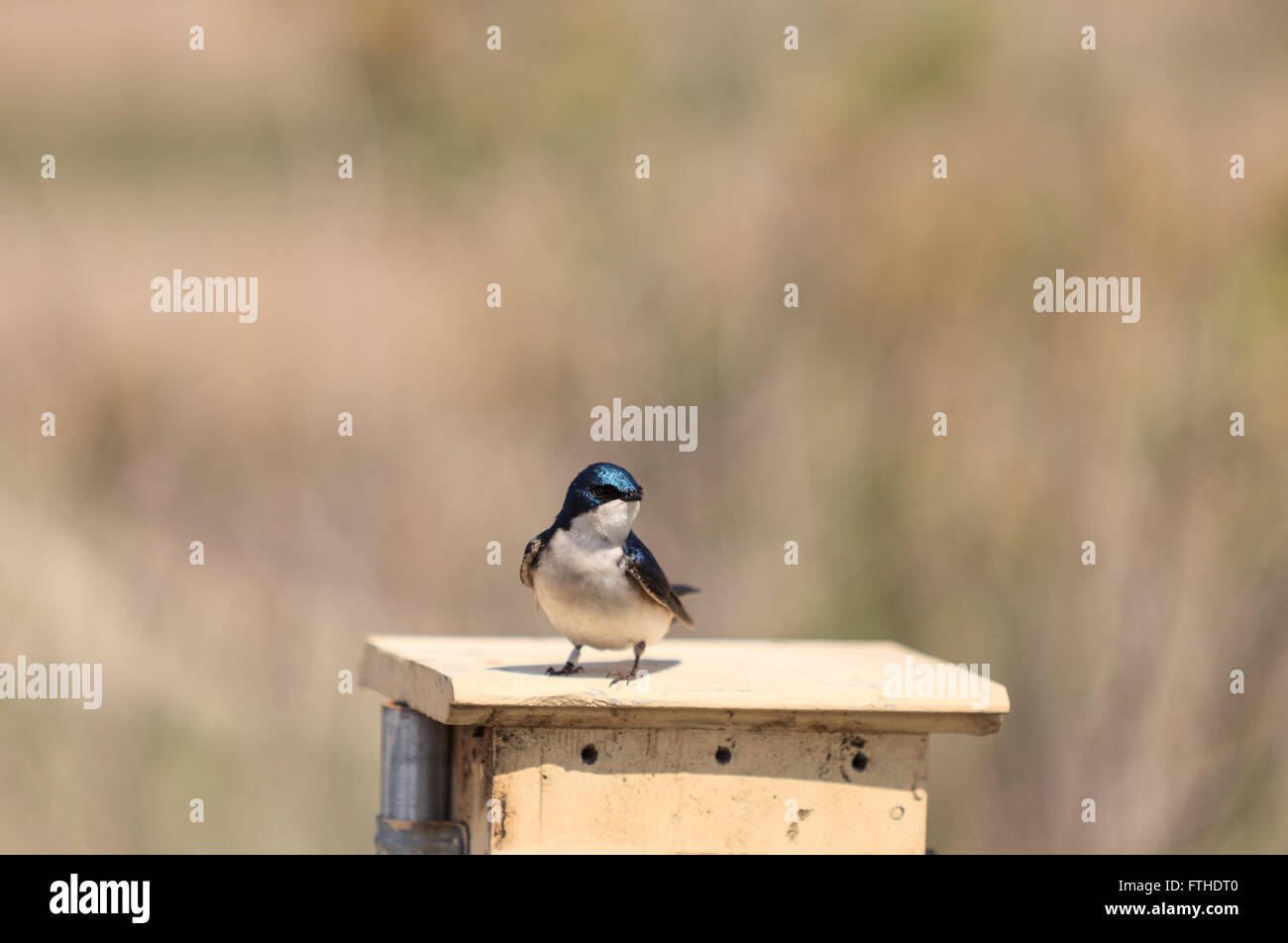 Blue Tree swallow bird, Tachycineta bicolor, sits on a nesting box in ...