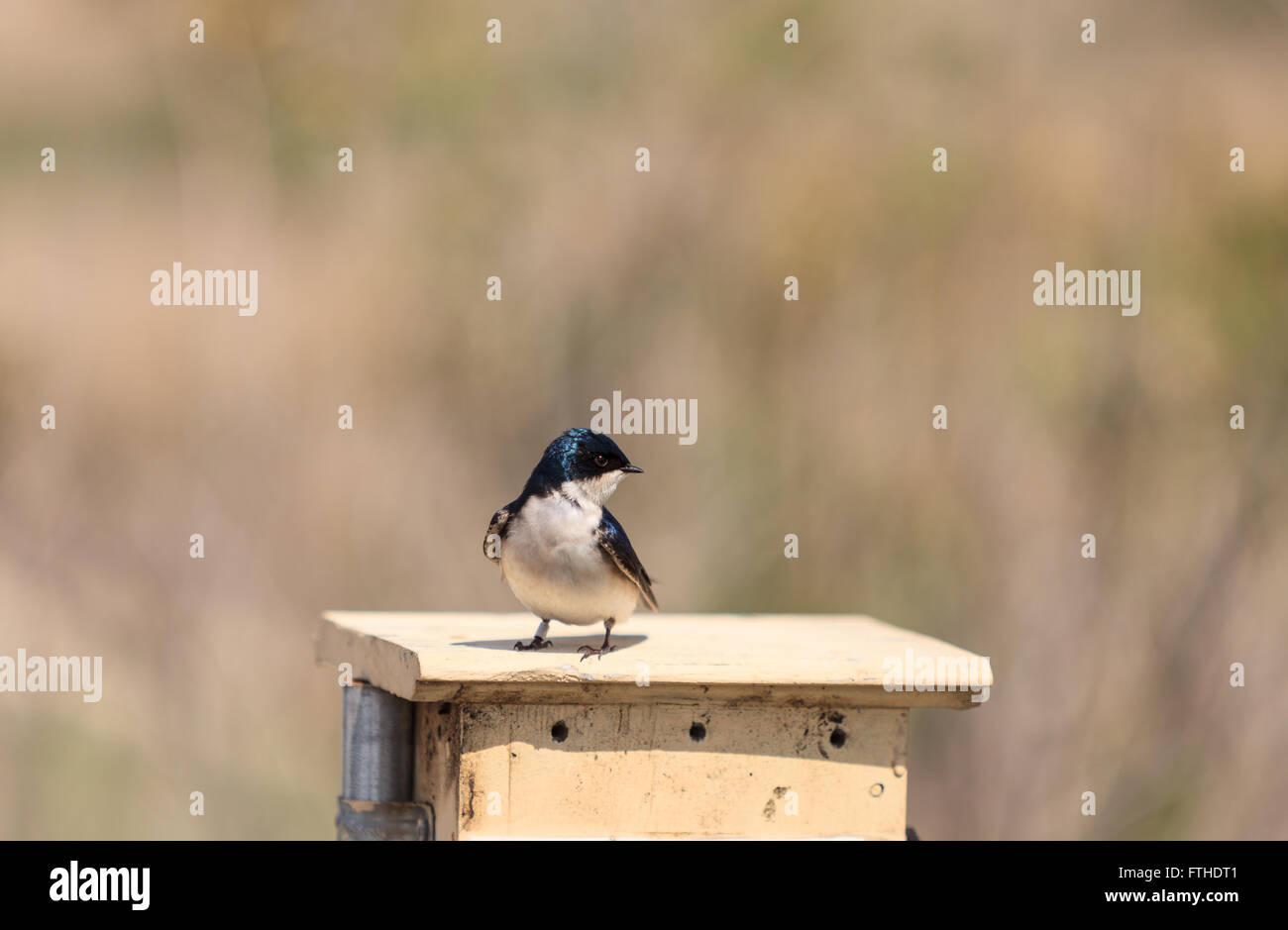Blue Tree swallow bird, Tachycineta bicolor, sits on a nesting box in San Joaquin wildlife sanctuary, Southern California, Unite Stock Photo