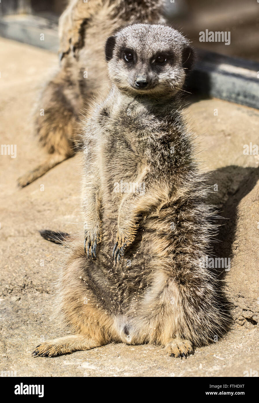 Meerkat sitting in the sun Stock Photo