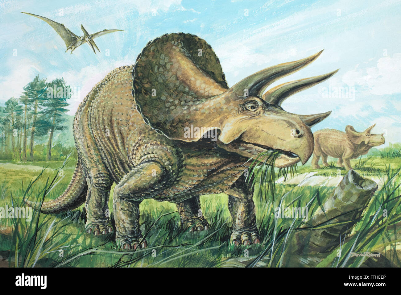 Triceratops Stock Photo