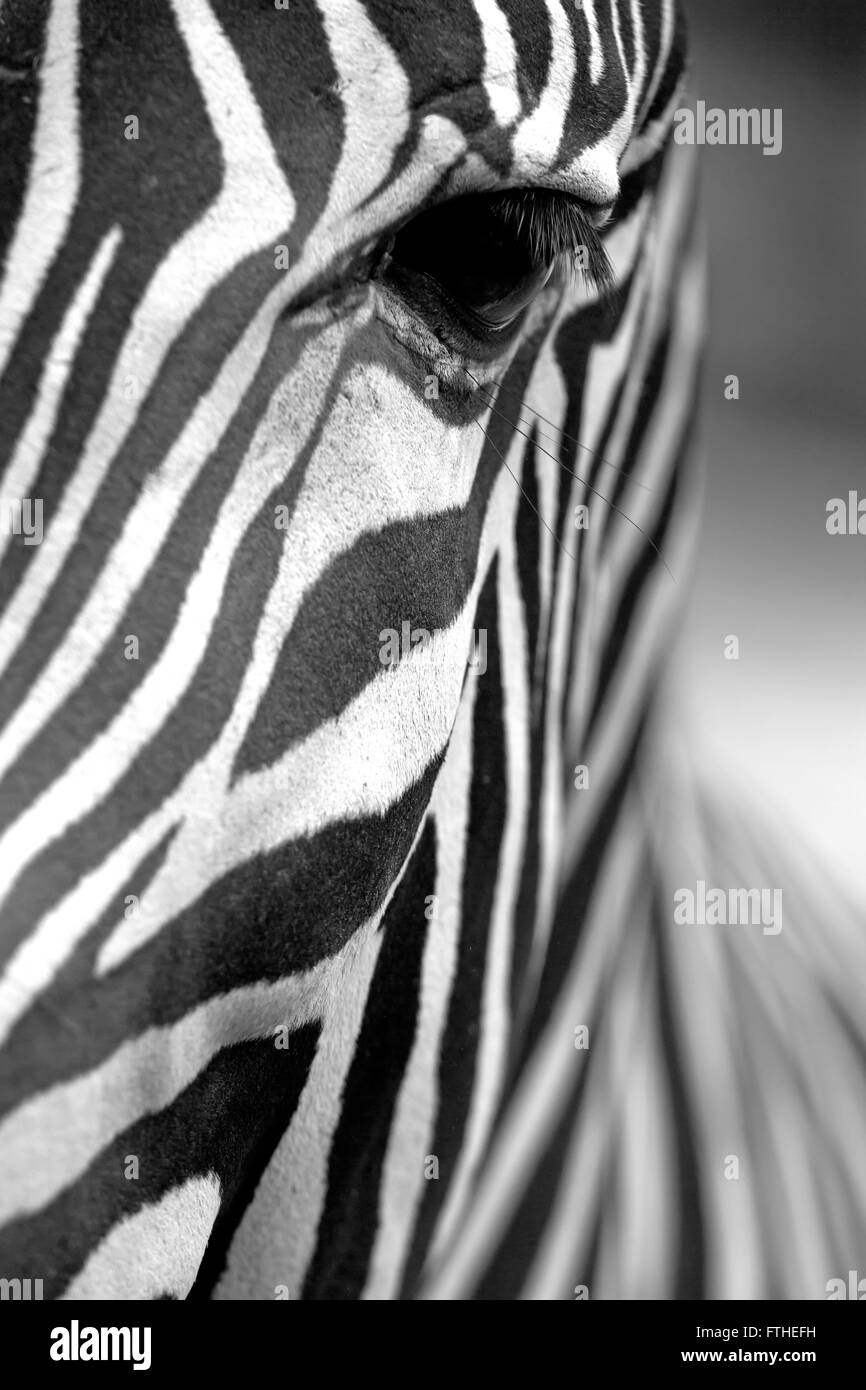 Monochromatic image of a the face of a Grevy's zebra close up. Vertically. Stock Photo