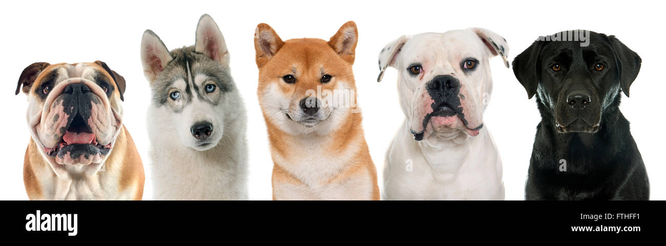 five purebred dogs in front of white background Stock Photo - Alamy