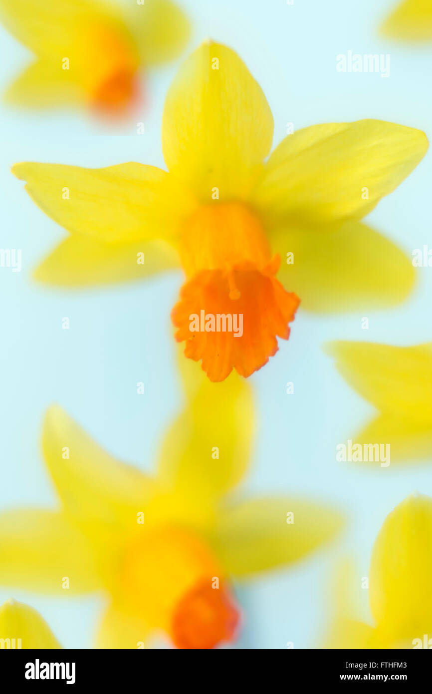 Daffodils in flower photographed using soft focus technique Stock Photo