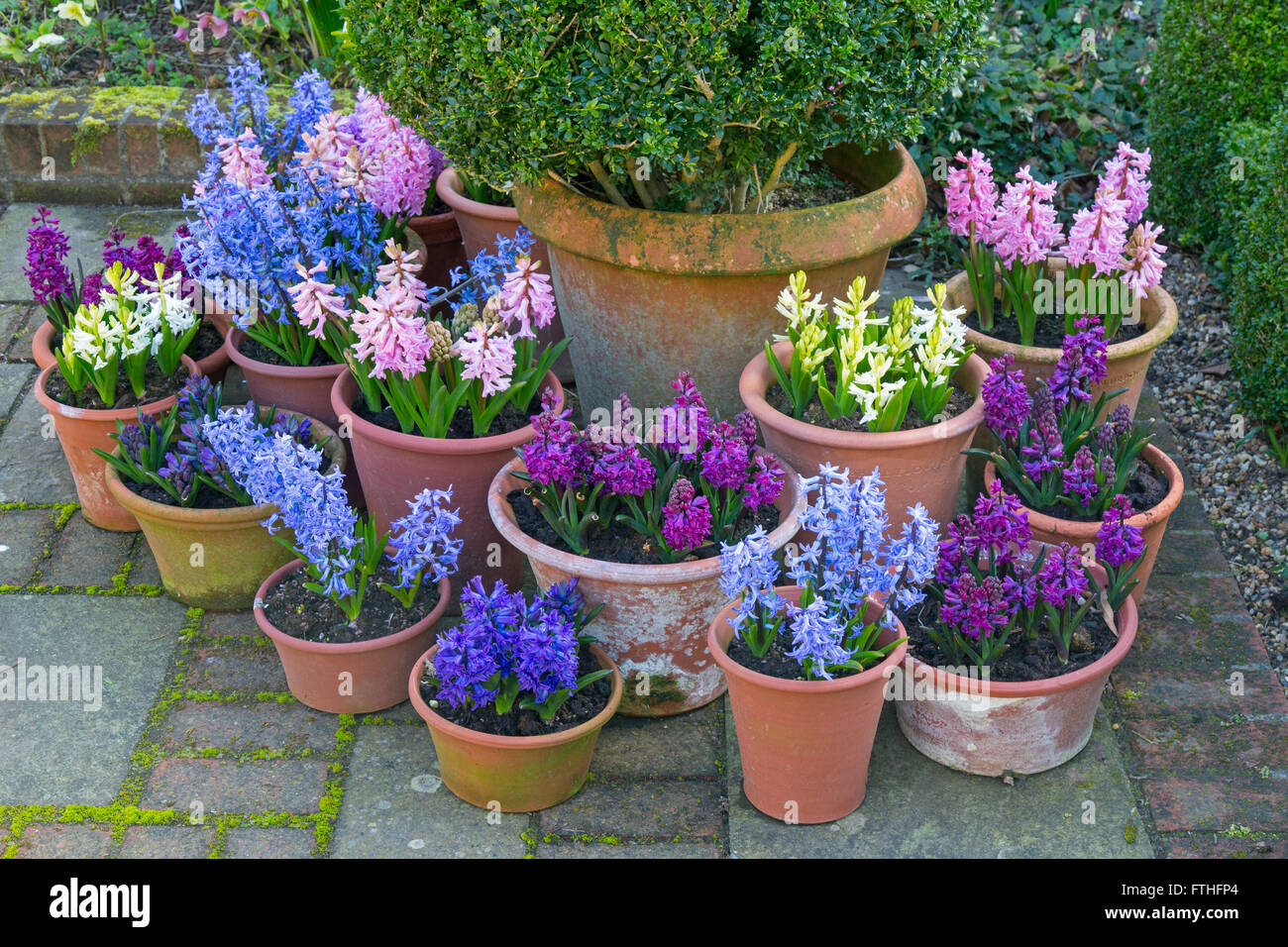 Hyacinths in flower growing in container pots Spring Norfolk Stock