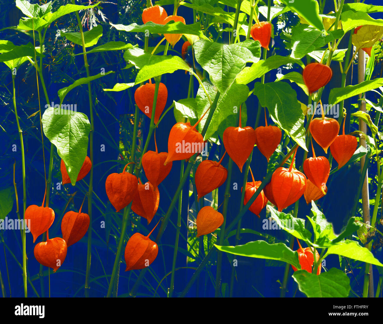 Chinese lantern with numerous orange blossoms in front of a blue garden fence Stock Photo