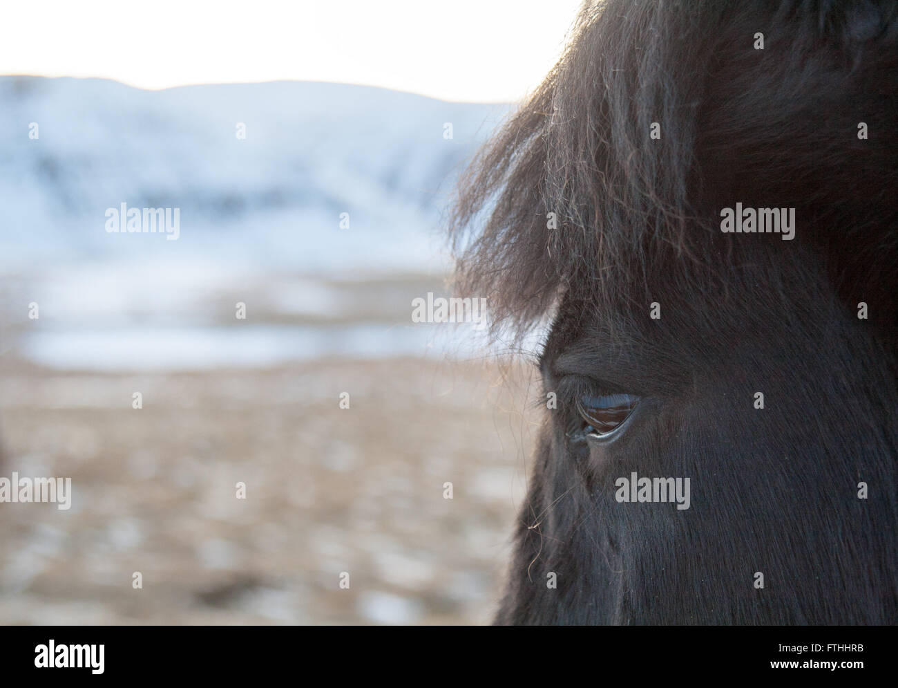 Close up of black Icelandic pony's eye in a field with snowy mountains in the background Stock Photo