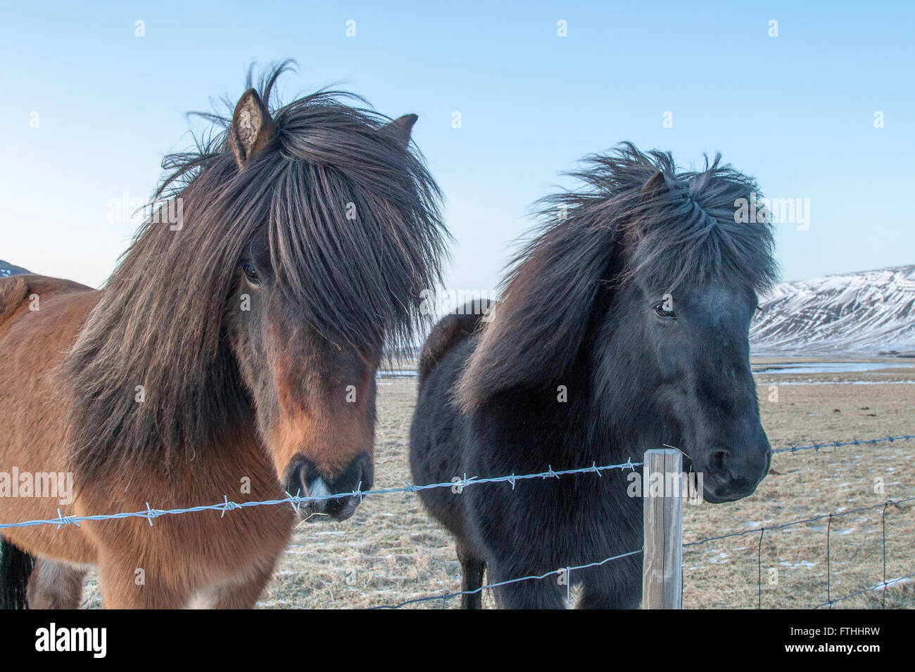Two Icelandic ponies looking over a fence surrounded by snowy mountains Stock Photo