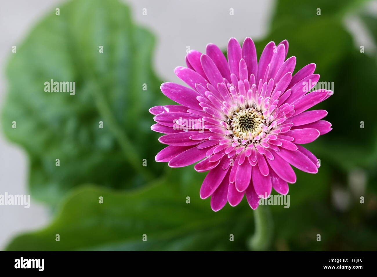 Close up of Garvinea Gerbera – The Power Flowers Stock Photo