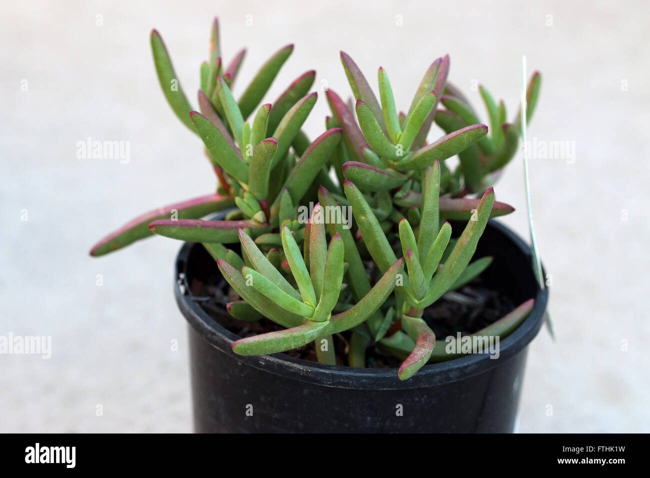 Close up of Cephalophyllum or known as Lido Big pink Ice Plant growing in a pot Stock Photo